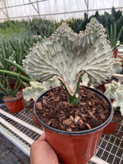 Succulent Euphorbia Lactea Ghost - BetterGrow Hydro