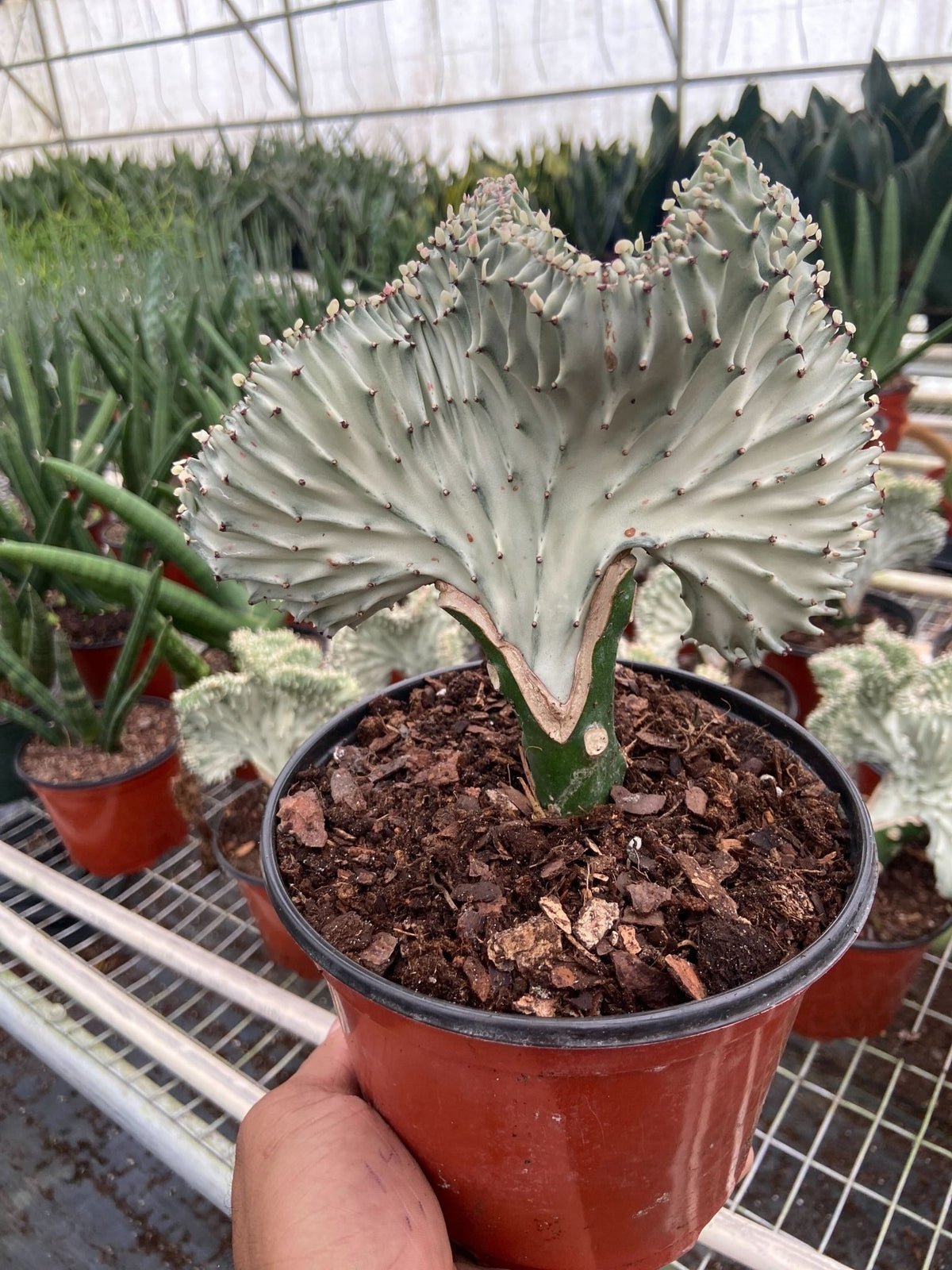Succulent Euphorbia Lactea Ghost - BetterGrow Hydro