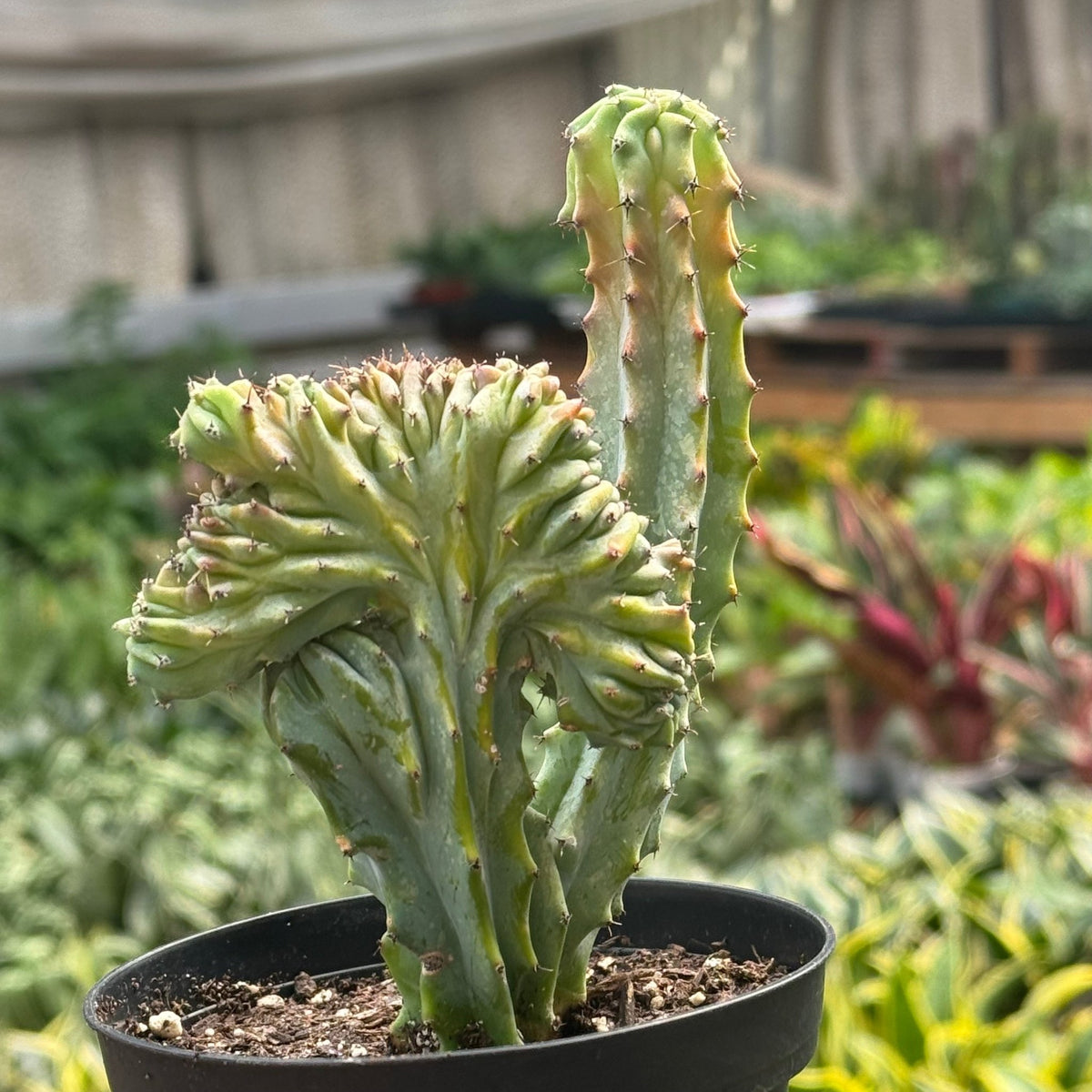 Succulent Euphorbia Lactea 'Mermaid Tail' - BetterGrow Hydro