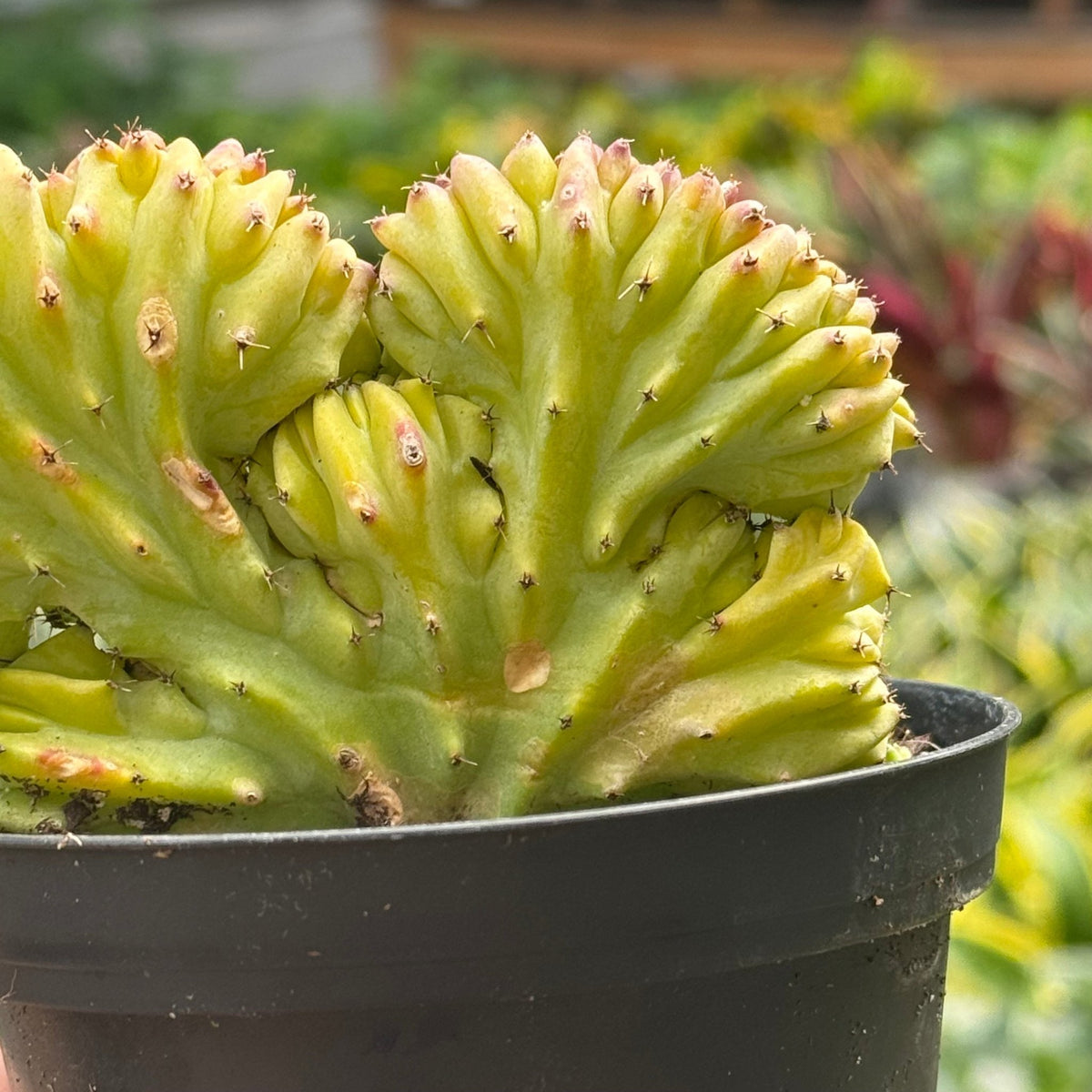 Succulent Euphorbia Lactea 'Mermaid Tail' - BetterGrow Hydro