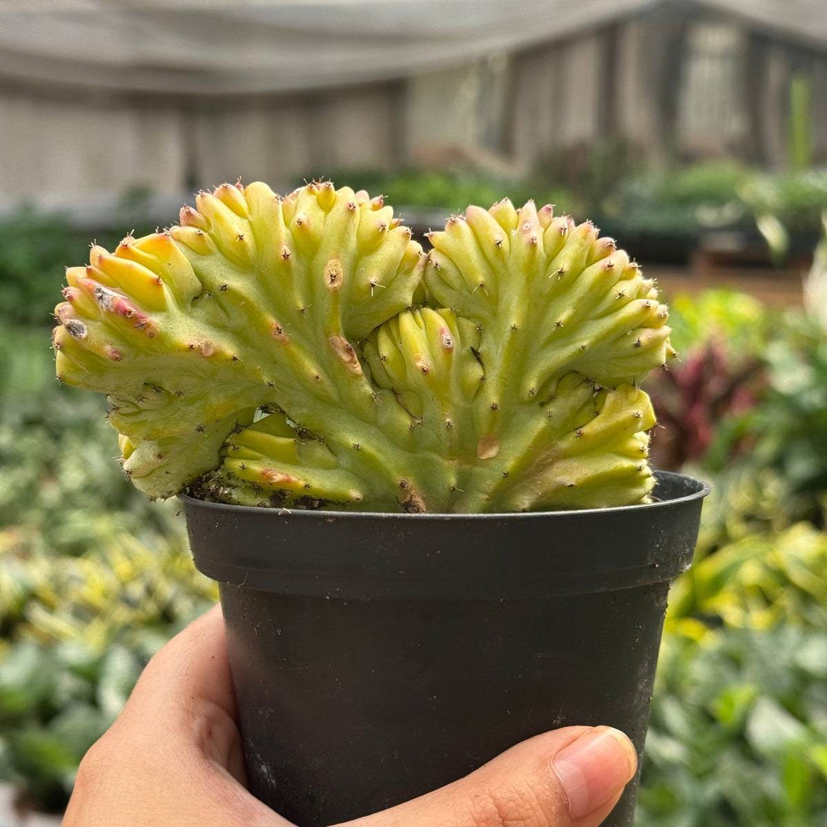 Succulent Euphorbia Lactea 'Mermaid Tail' - BetterGrow Hydro