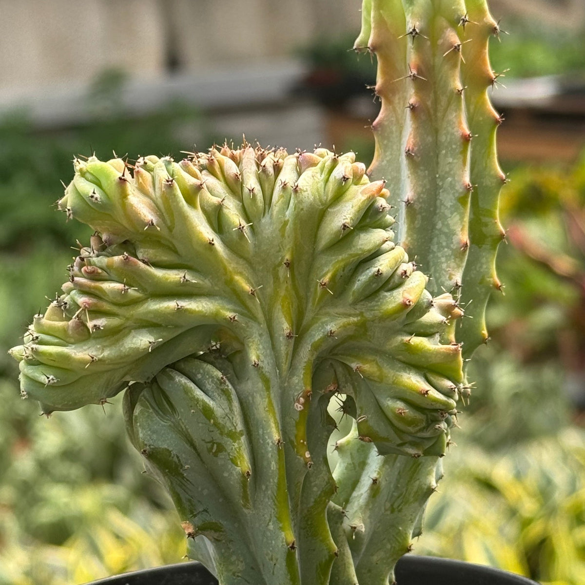 Succulent Euphorbia Lactea 'Mermaid Tail' - BetterGrow Hydro