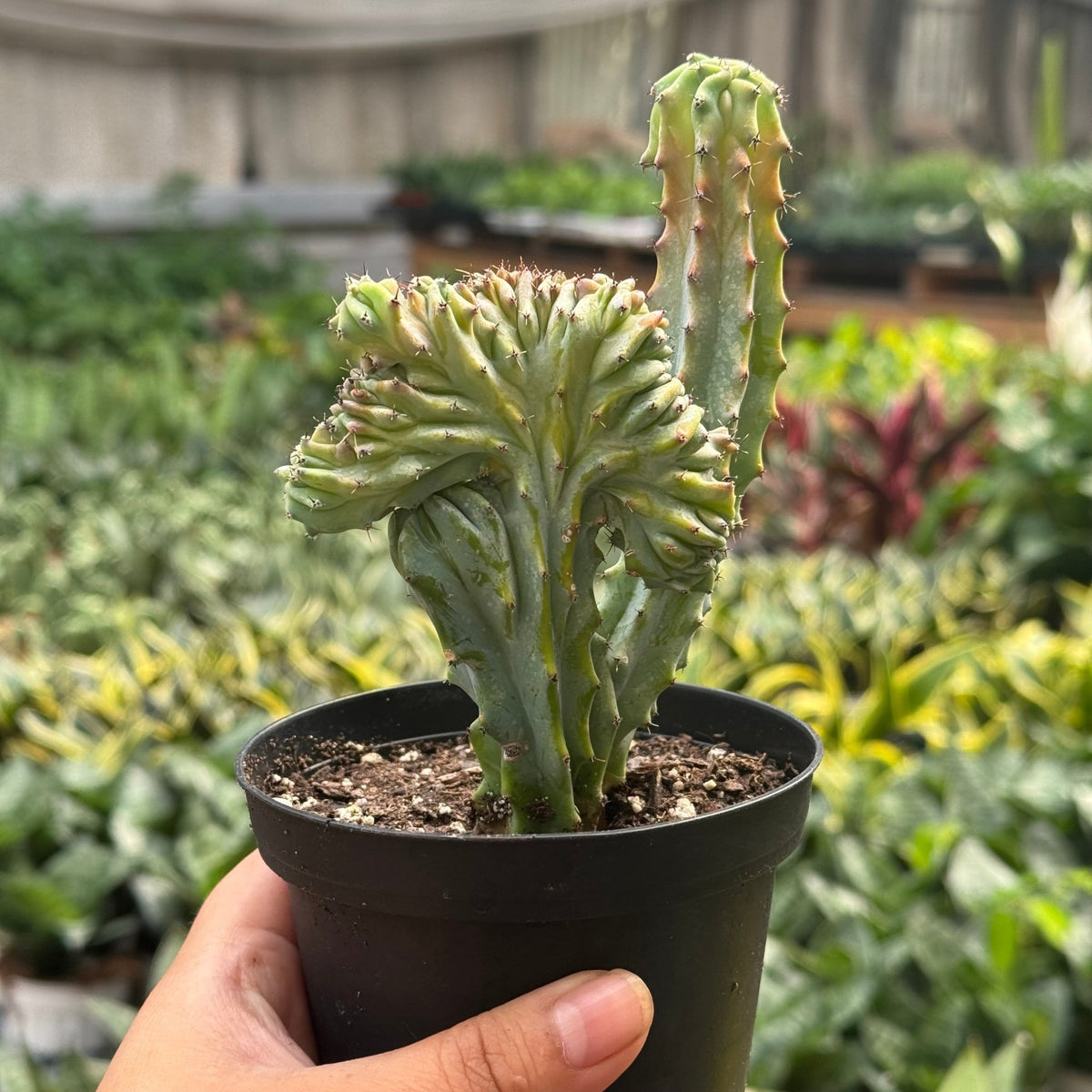 Succulent Euphorbia Lactea 'Mermaid Tail' - BetterGrow Hydro