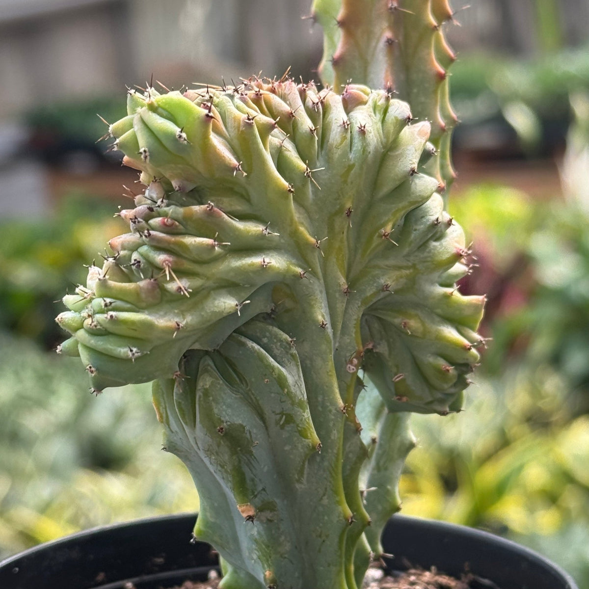 Succulent Euphorbia Lactea 'Mermaid Tail' - BetterGrow Hydro