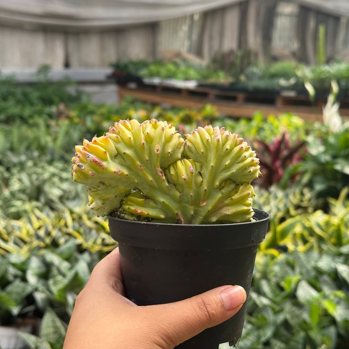 Succulent Euphorbia Lactea 'Mermaid Tail' - BetterGrow Hydro