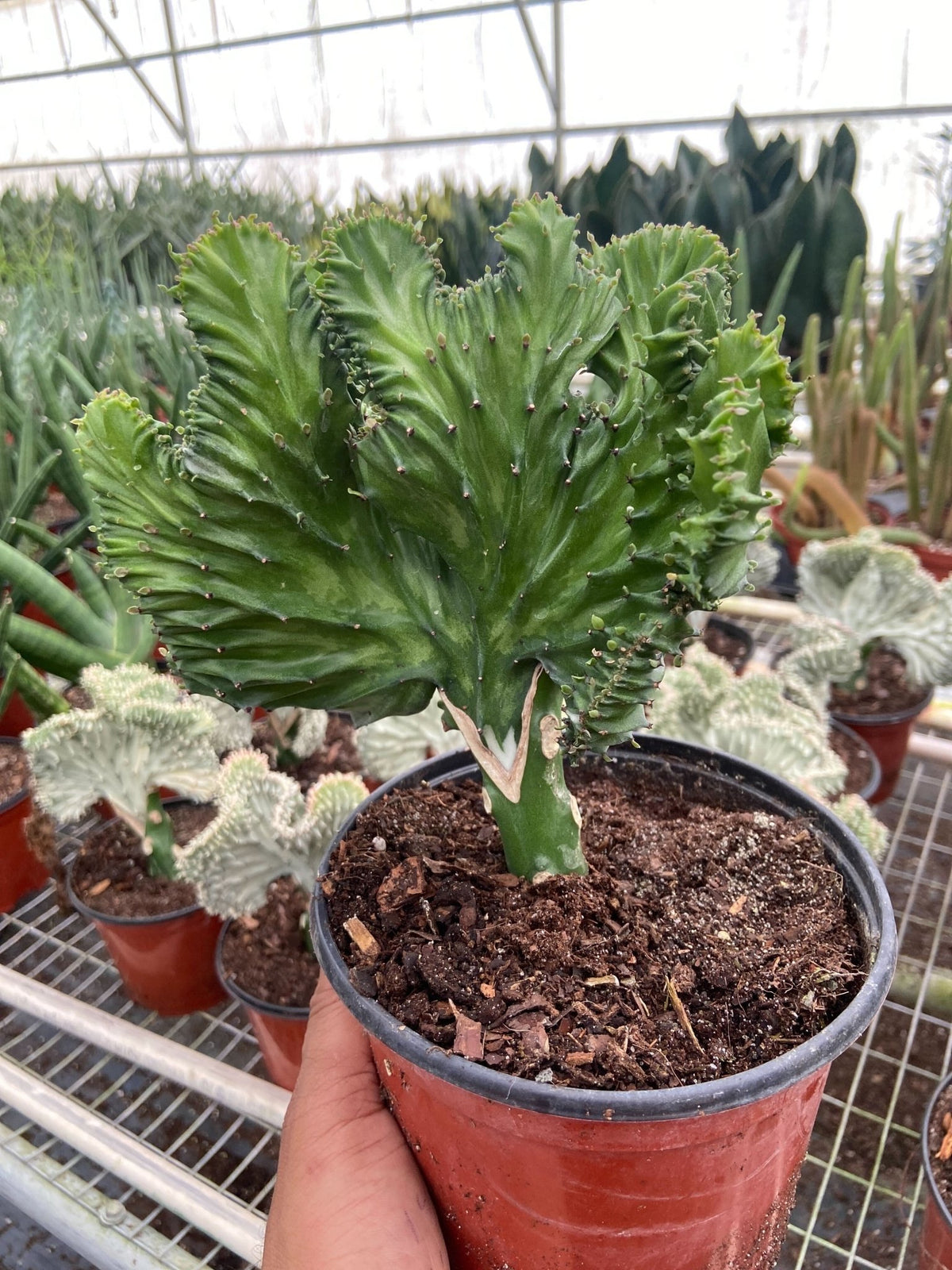 Succulent Euphorbia Lactea 'Mermaid Tail' - BetterGrow Hydro