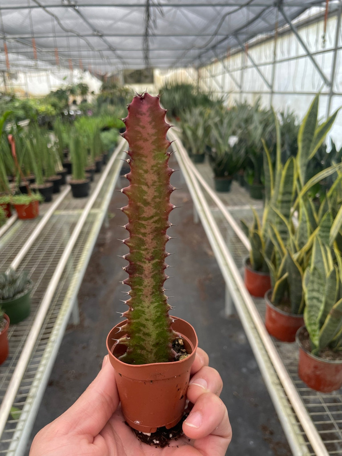 Succulent Euphorbia 'Trigona Rubra' - BetterGrow Hydro