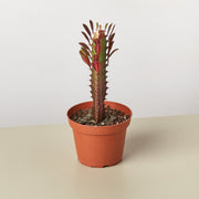 Succulent Euphorbia 'Trigona Rubra' - BetterGrow Hydro