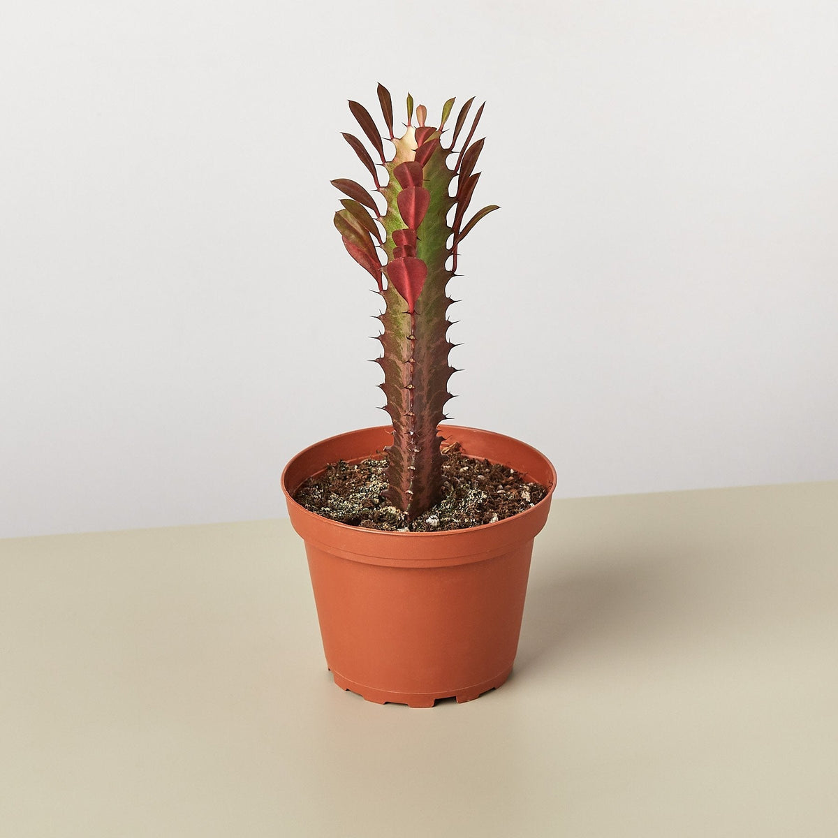 Succulent Euphorbia 'Trigona Rubra' - BetterGrow Hydro