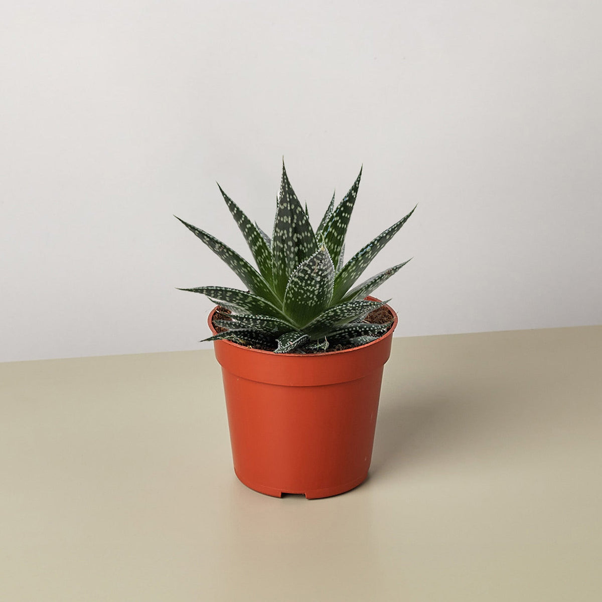 Succulent Gasteria Durban - BetterGrow Hydro