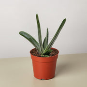 Succulent Gasteria Little Warty - BetterGrow Hydro