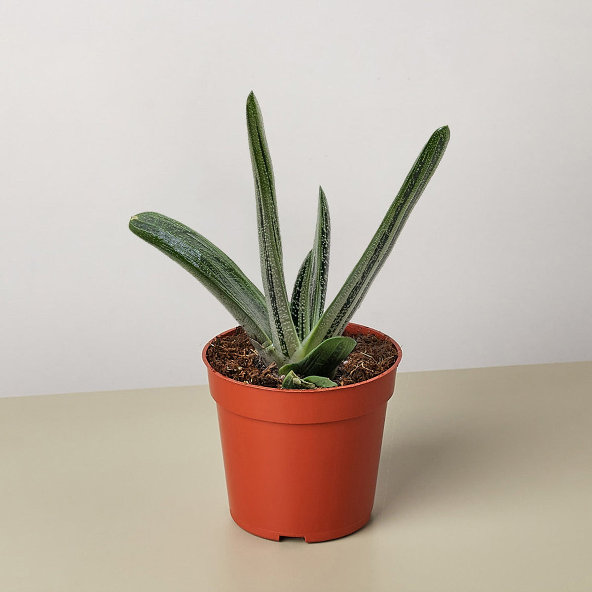 Succulent Gasteria Little Warty - BetterGrow Hydro
