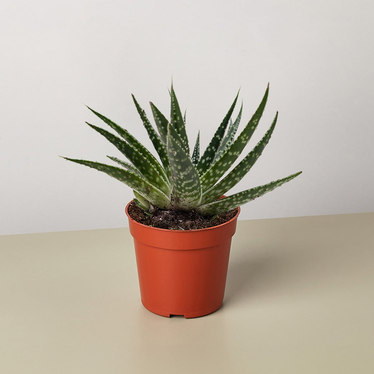 Succulent Gasteria Zimflora - BetterGrow Hydro