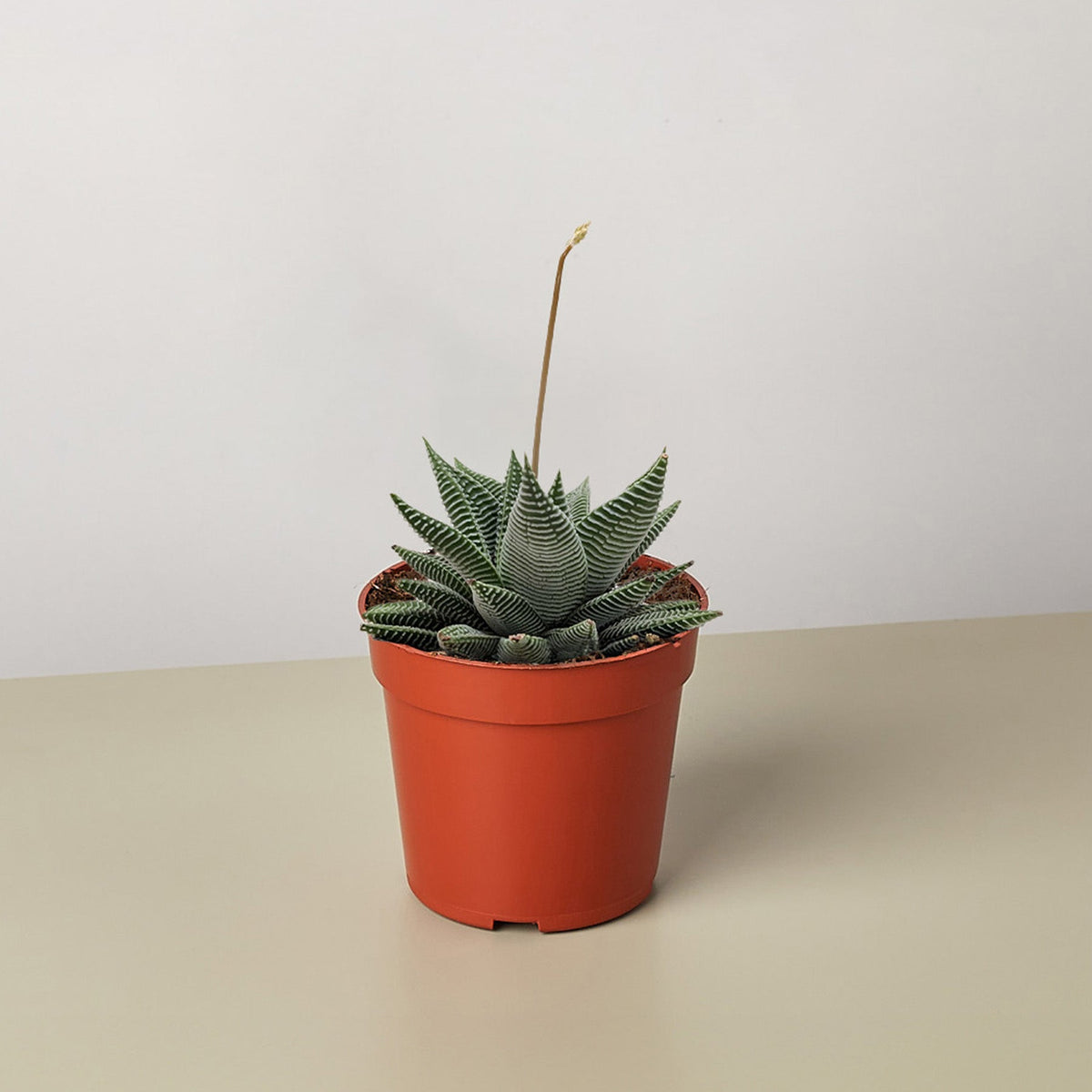 Succulent Haworthia Miami - BetterGrow Hydro
