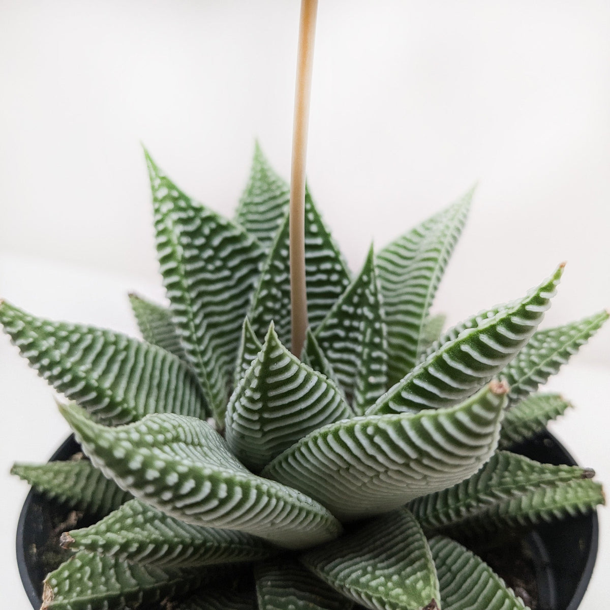 Succulent Haworthia Miami - BetterGrow Hydro
