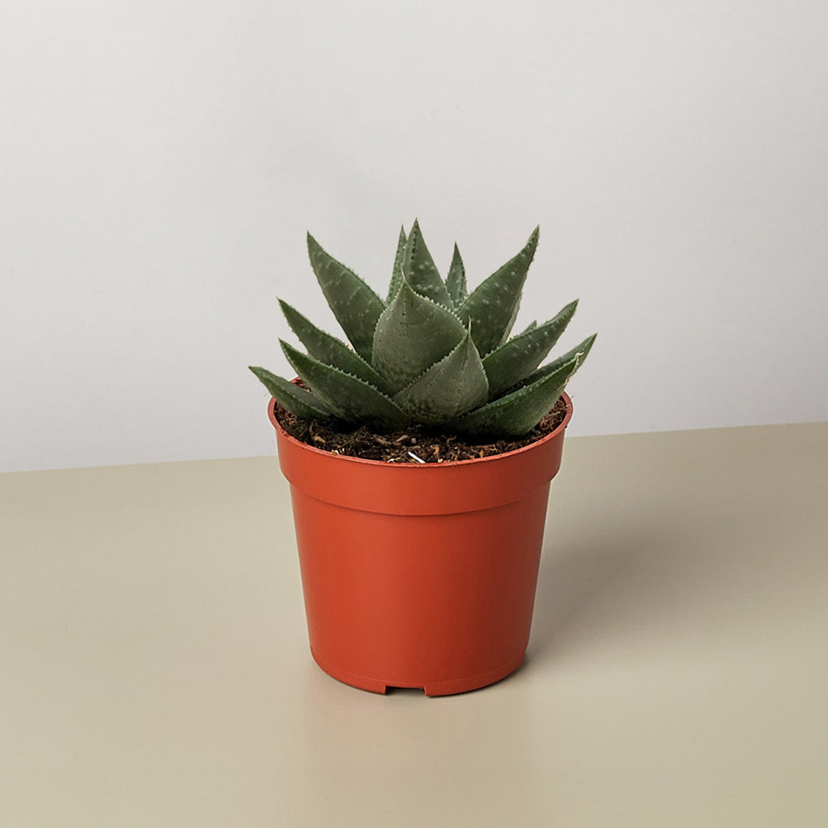 Succulent Haworthia Savanna - BetterGrow Hydro