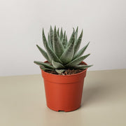 Succulent Haworthia Savanna - BetterGrow Hydro