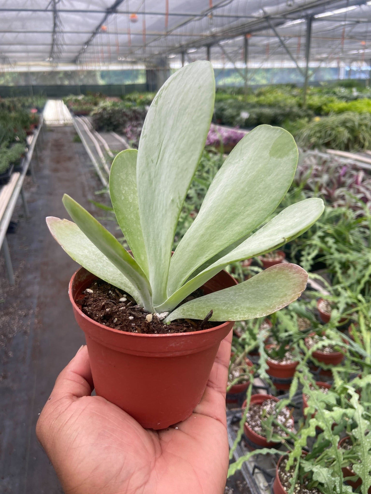 Succulent Kalanchoe 'Flap Jack' - BetterGrow Hydro