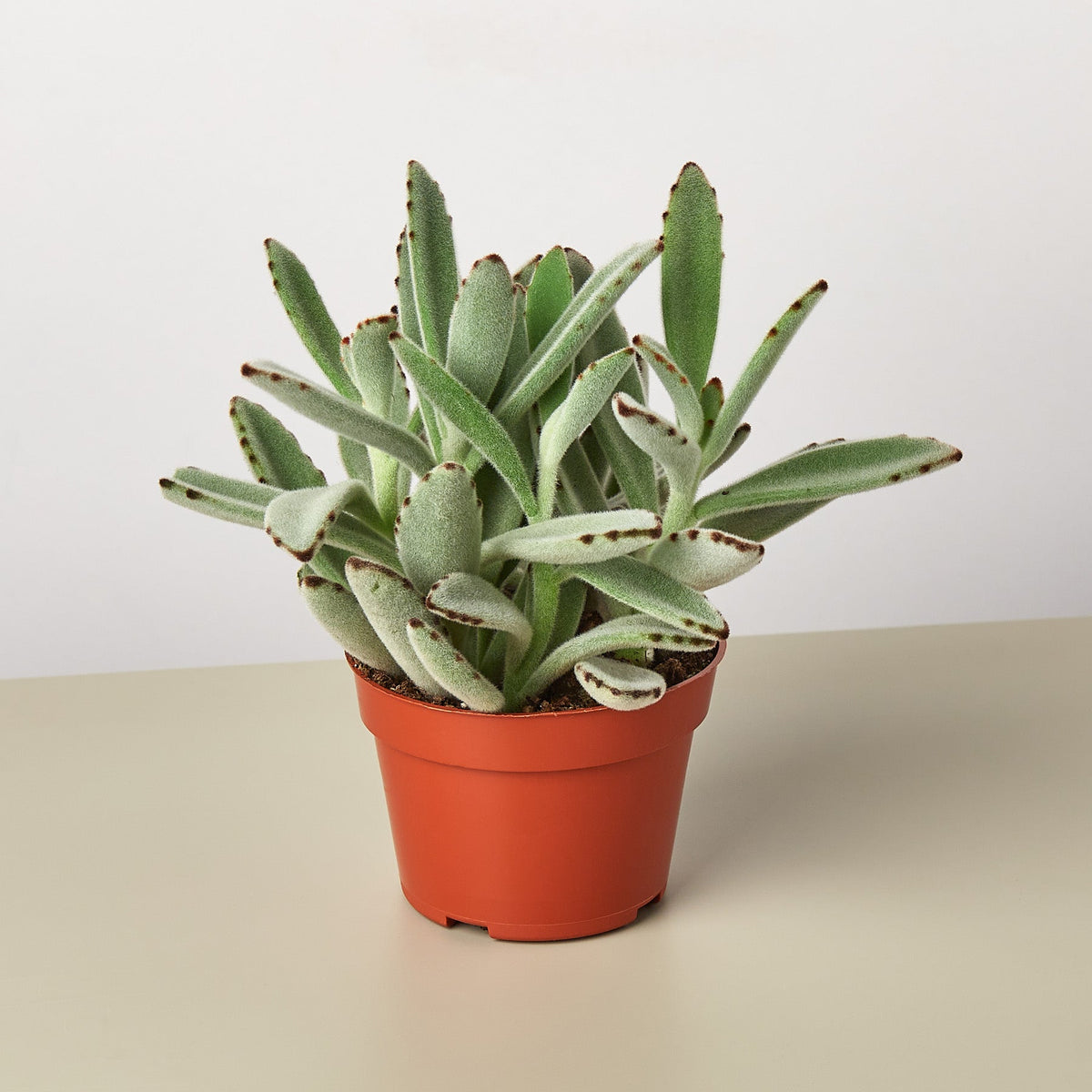 Succulent Kalanchoe 'Panda Plant' - BetterGrow Hydro