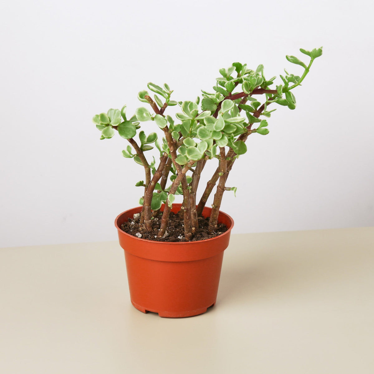 Succulent Portulacaria 'Rainbow Bush' - BetterGrow Hydro