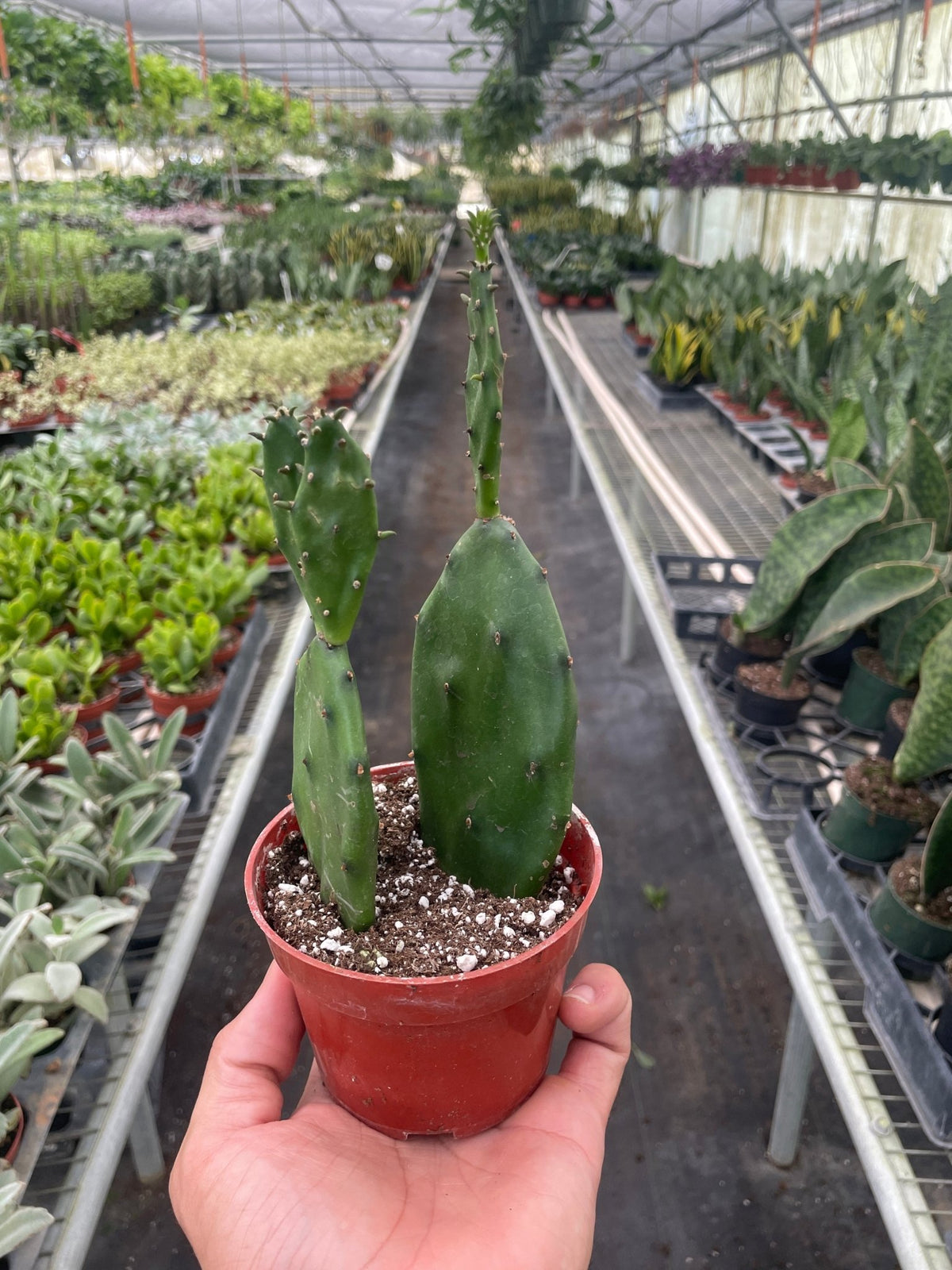 Succulent Prickly Pear Cactus - BetterGrow Hydro