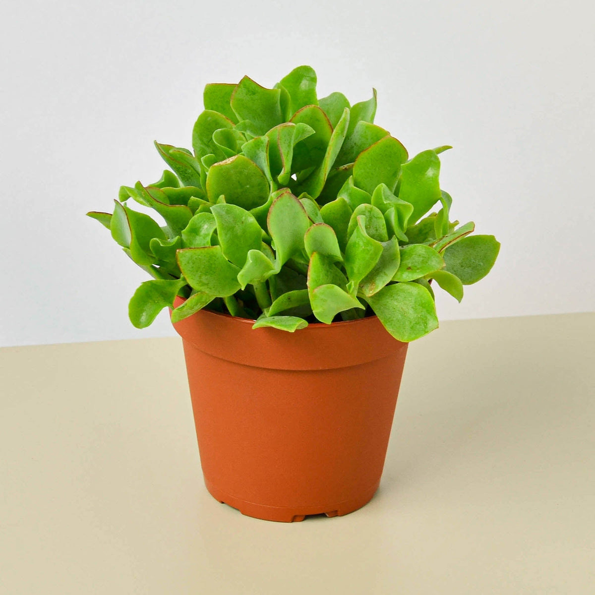 Succulent 'Ripple Jade' - BetterGrow Hydro