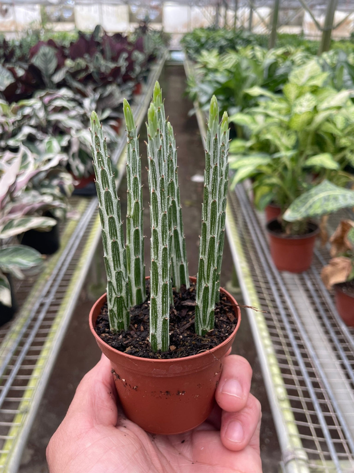 Succulent Senecio Stapeliiformis 'Pickle Plant' - BetterGrow Hydro