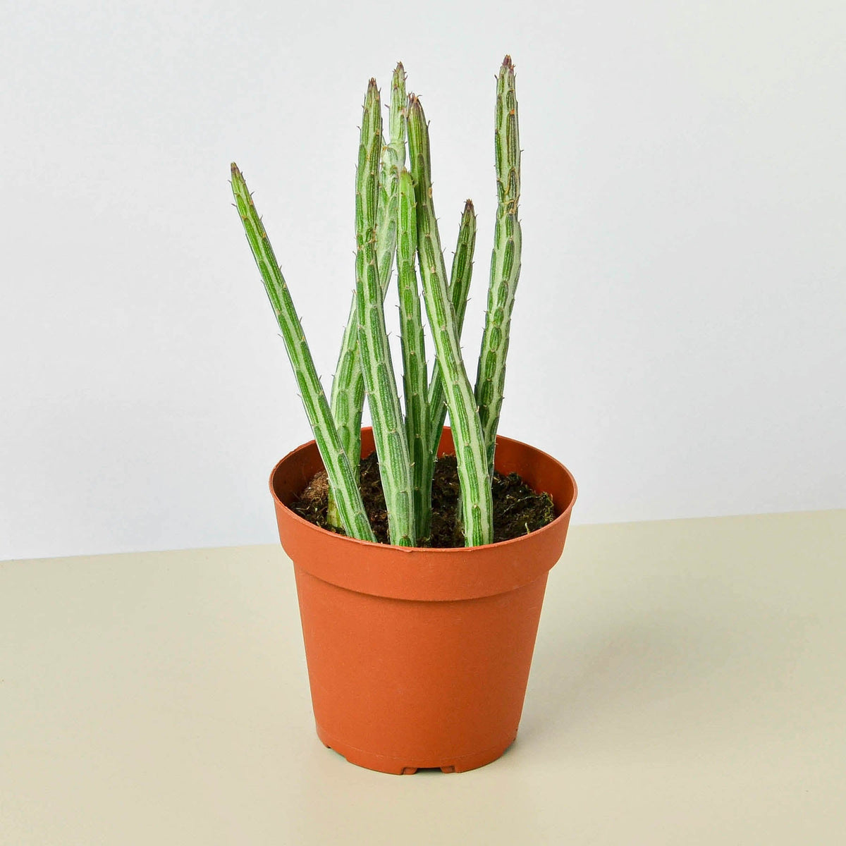 Succulent Senecio Stapeliiformis 'Pickle Plant' - BetterGrow Hydro