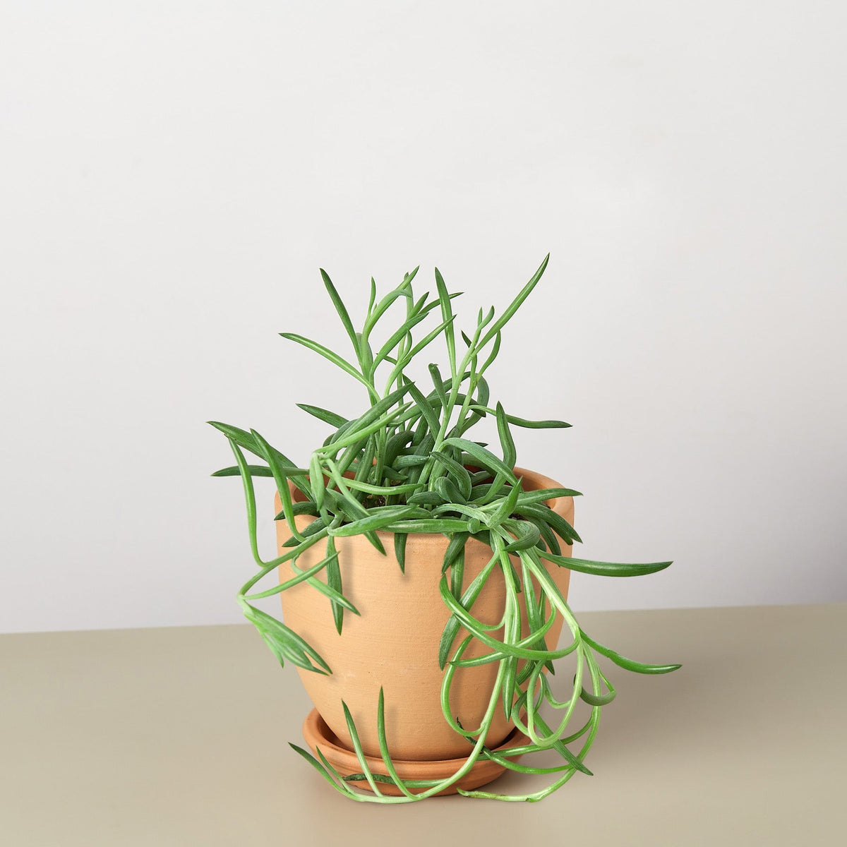 Succulent Senecio Succulent 'Fish Hooks' - BetterGrow Hydro
