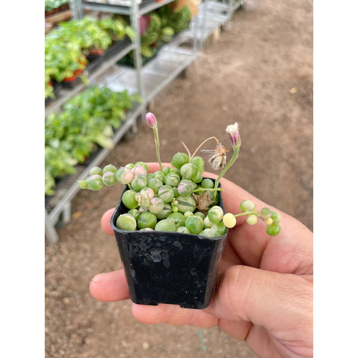 Succulent 'String of Pearls' Variegated - BetterGrow Hydro