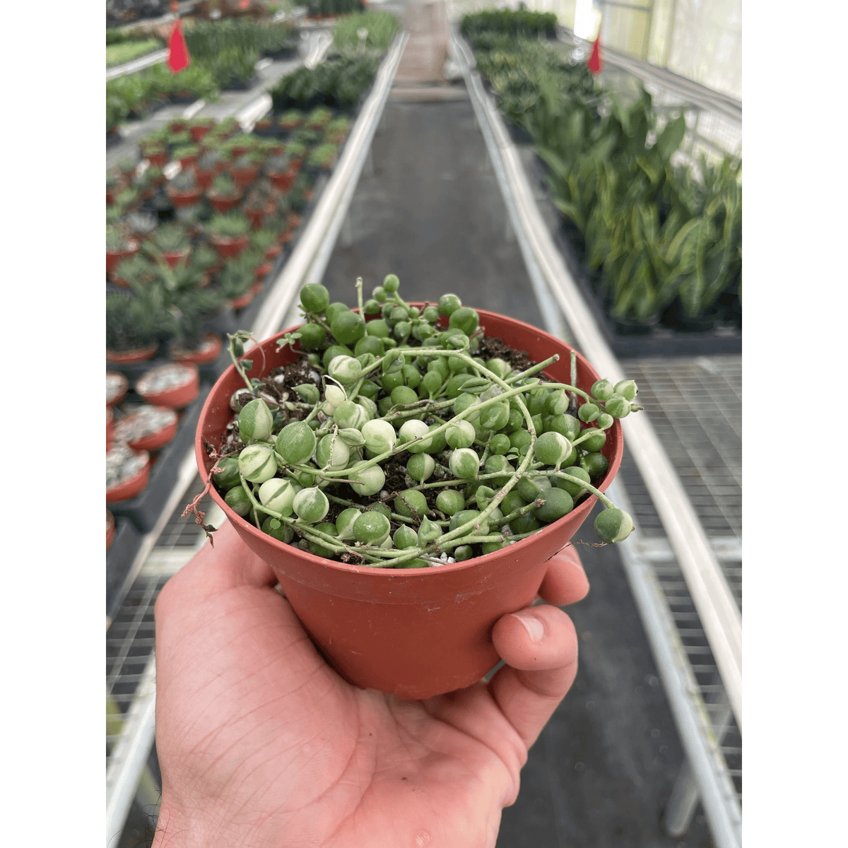 Succulent 'String of Pearls' Variegated - BetterGrow Hydro