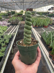 Succulent Unicorn Cactus - BetterGrow Hydro