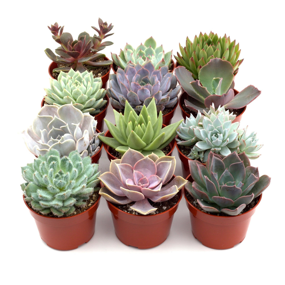 Succulent Variety Packs - BetterGrow Hydro