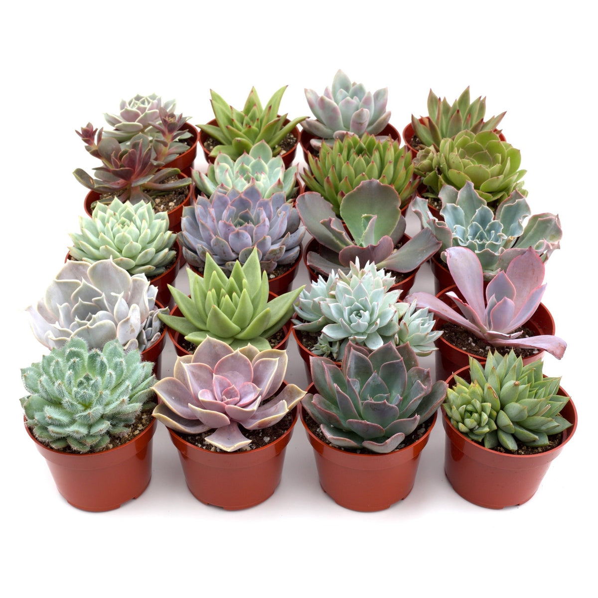 Succulent Variety Packs - BetterGrow Hydro