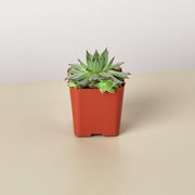 Succulent Variety Packs- 2.0" Pot - BetterGrow Hydro