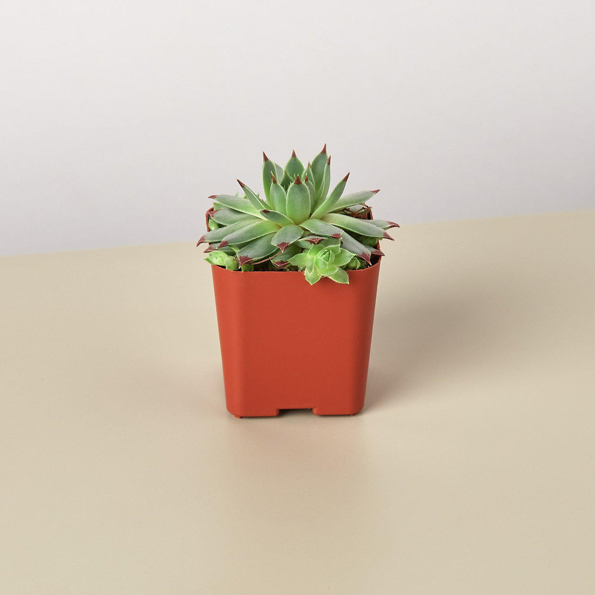 Succulent Variety Packs- 2.0" Pot - BetterGrow Hydro