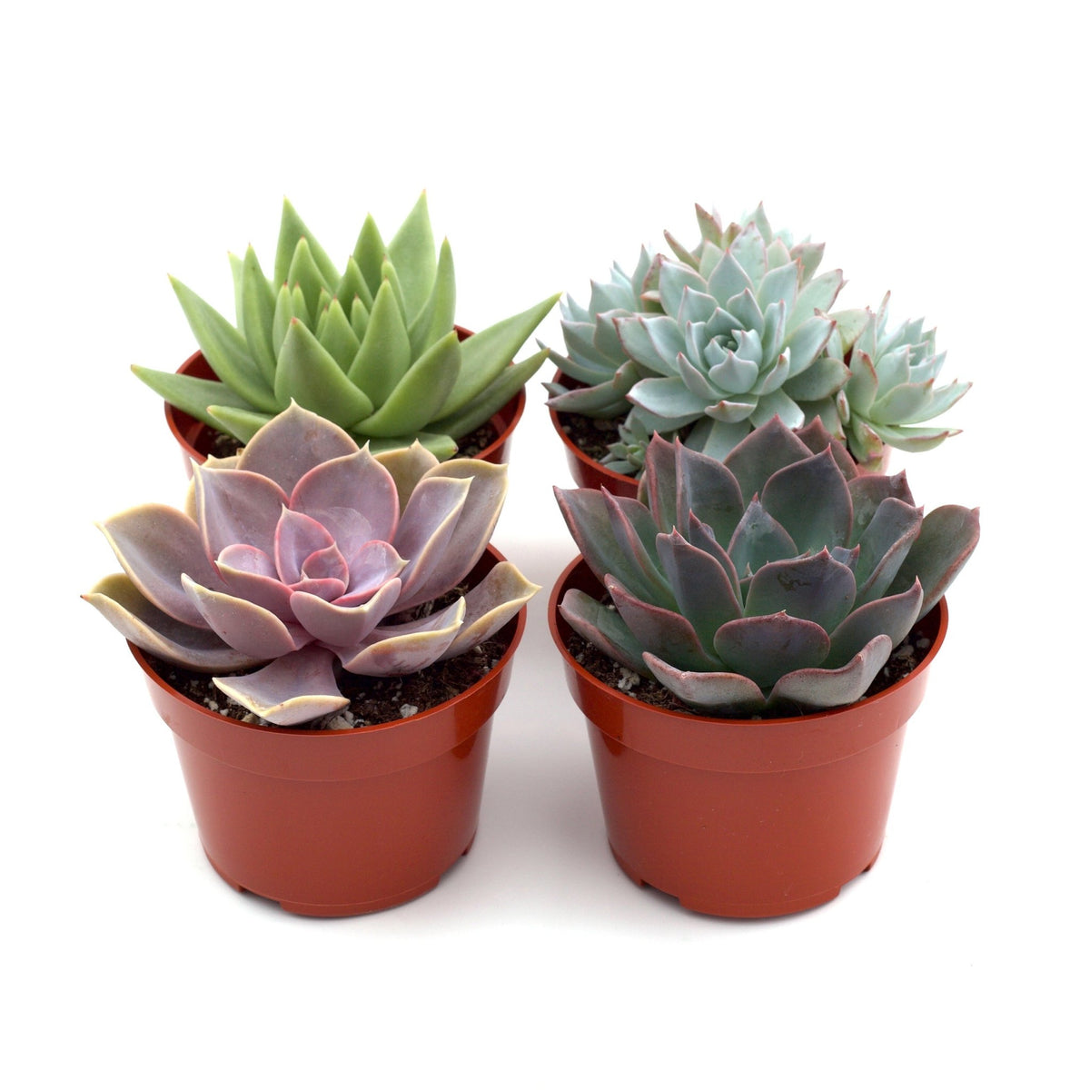 Succulent Variety Packs - BetterGrow Hydro