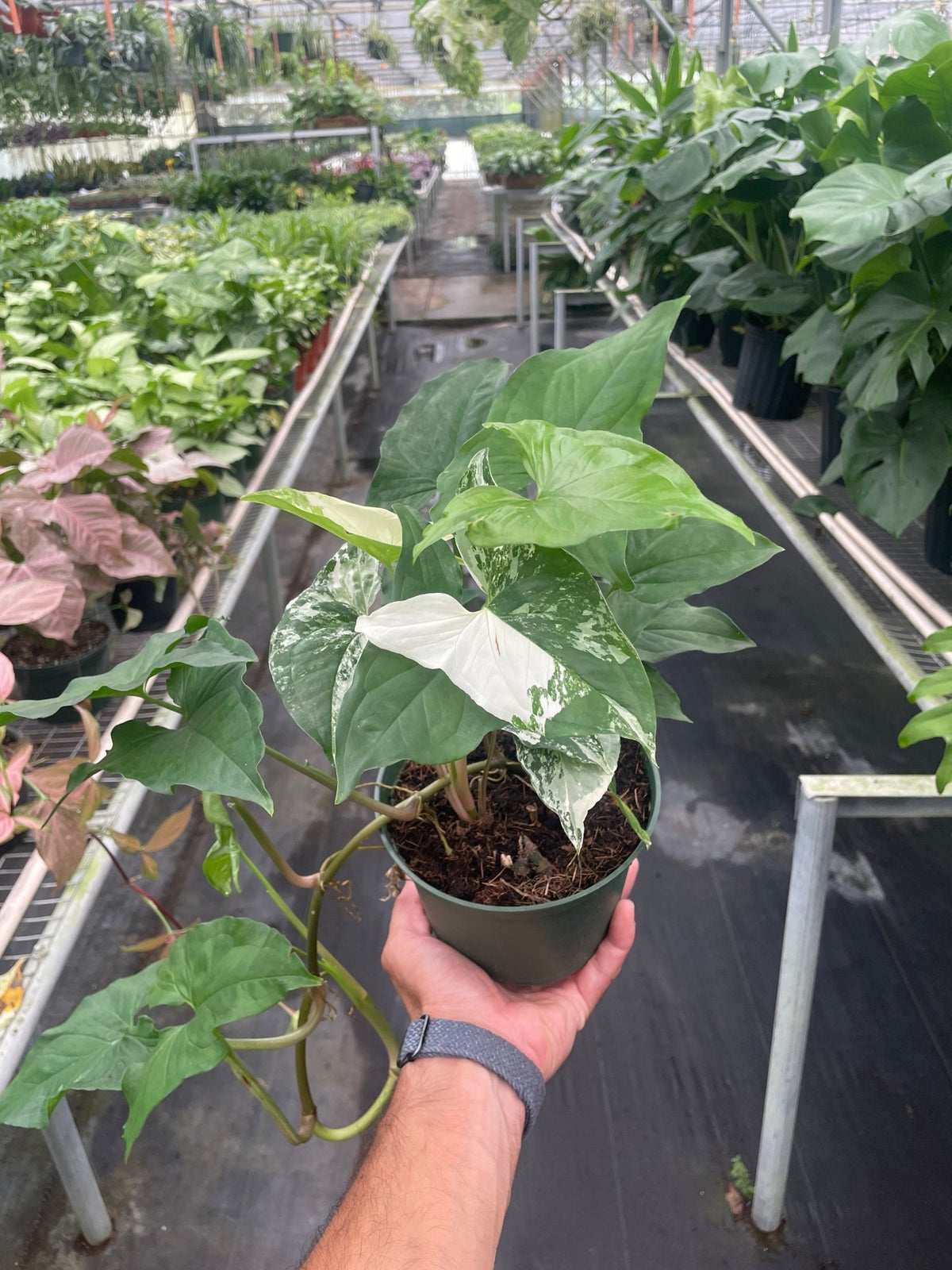 Syngonium 'Albo' - BetterGrow Hydro