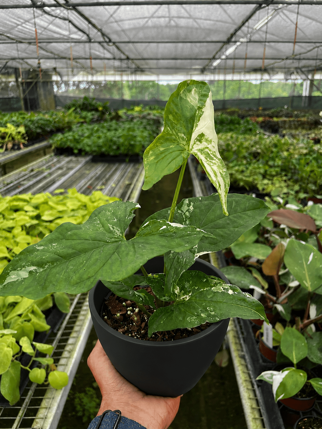 Syngonium 'Albo Variegata' - BetterGrow Hydro