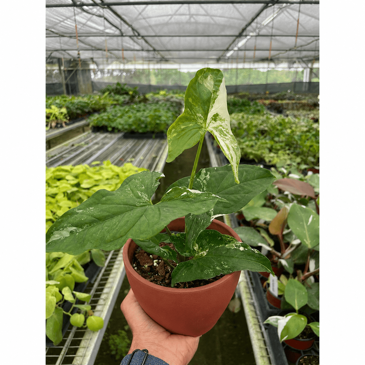 Syngonium 'Albo Variegata' - BetterGrow Hydro
