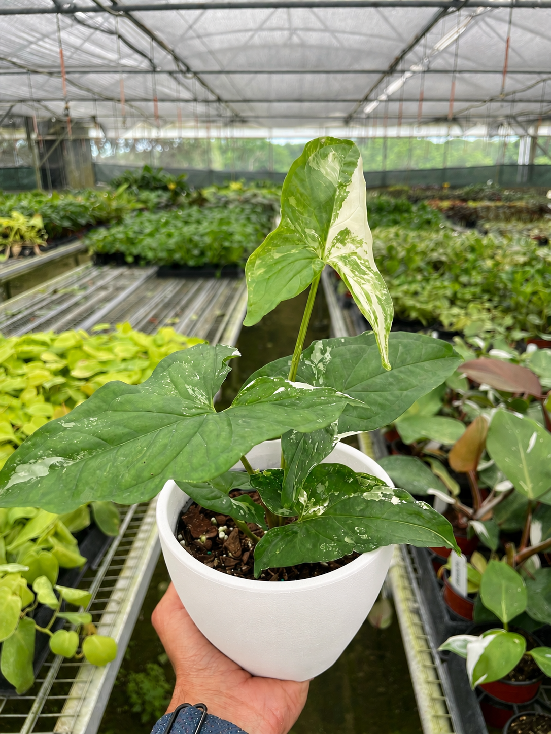 Syngonium 'Albo Variegata' - BetterGrow Hydro