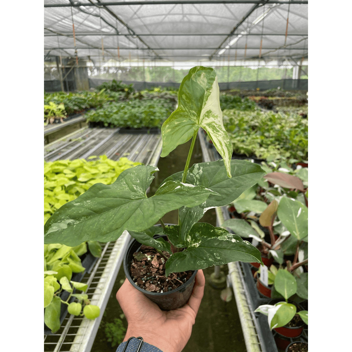 Syngonium 'Albo Variegata' - BetterGrow Hydro