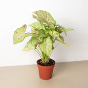 Syngonium 'Confetti' - BetterGrow Hydro