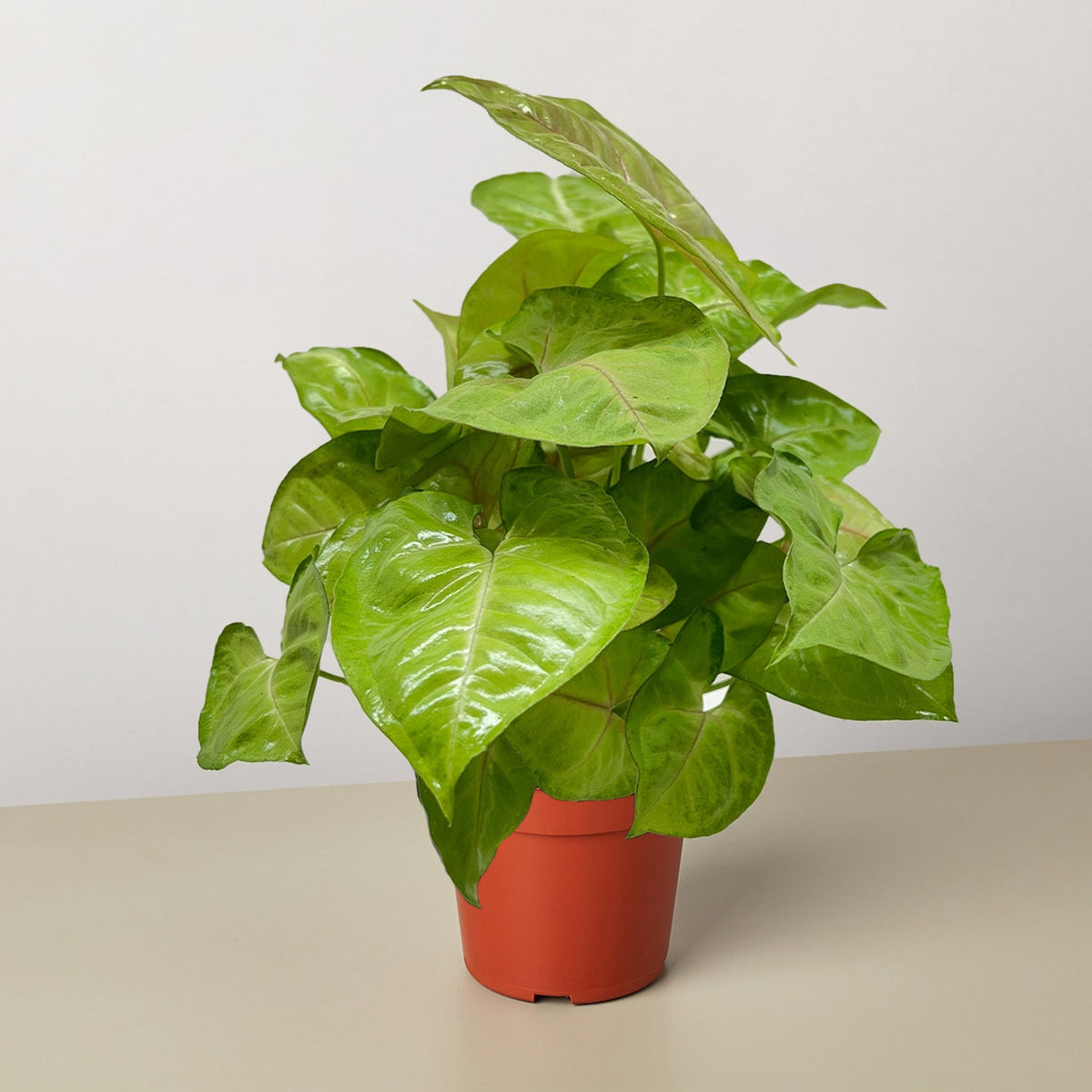 Syngonium Cream Allusion - BetterGrow Hydro