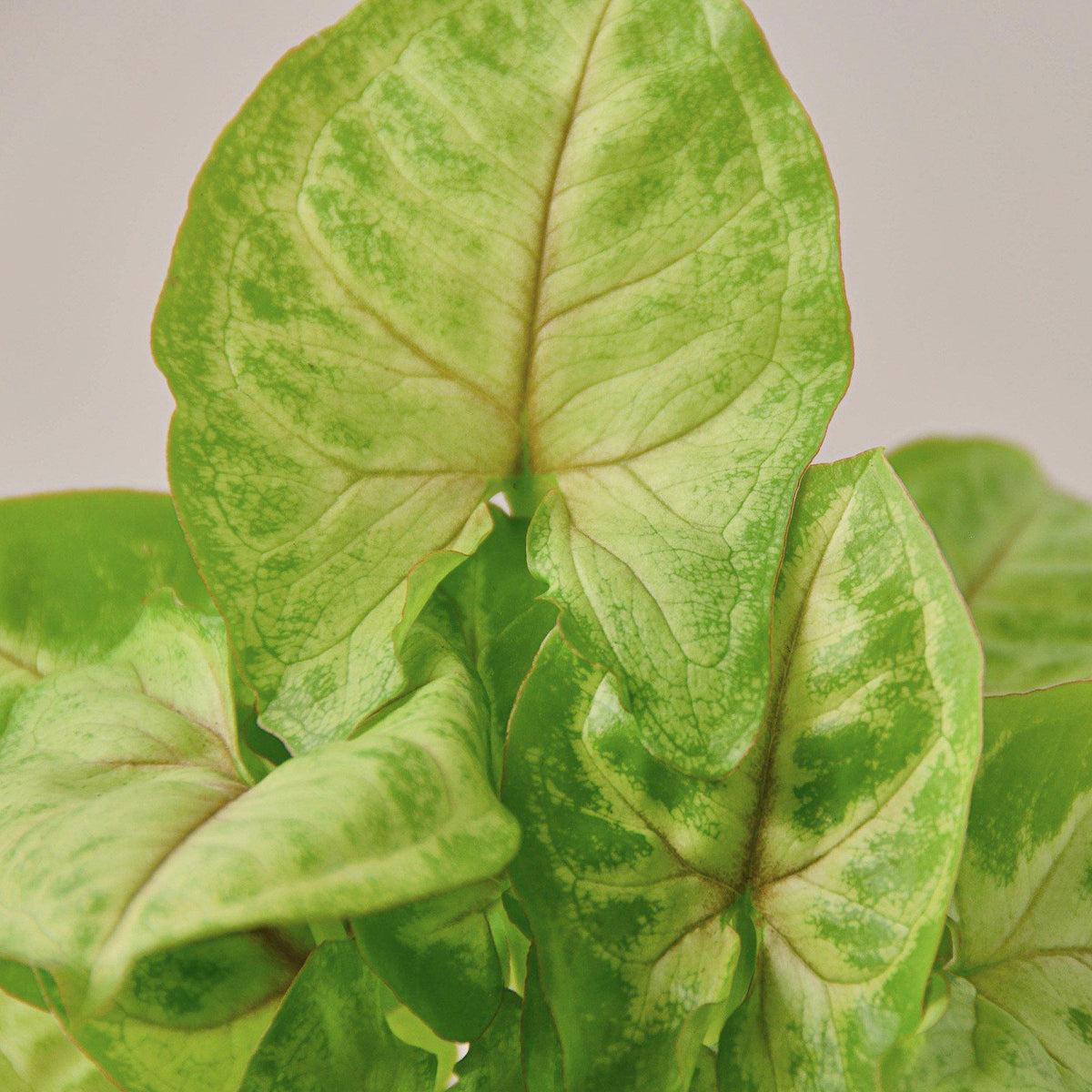 Syngonium 'Gold' - BetterGrow Hydro