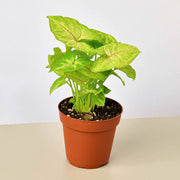 Syngonium 'Gold' - BetterGrow Hydro