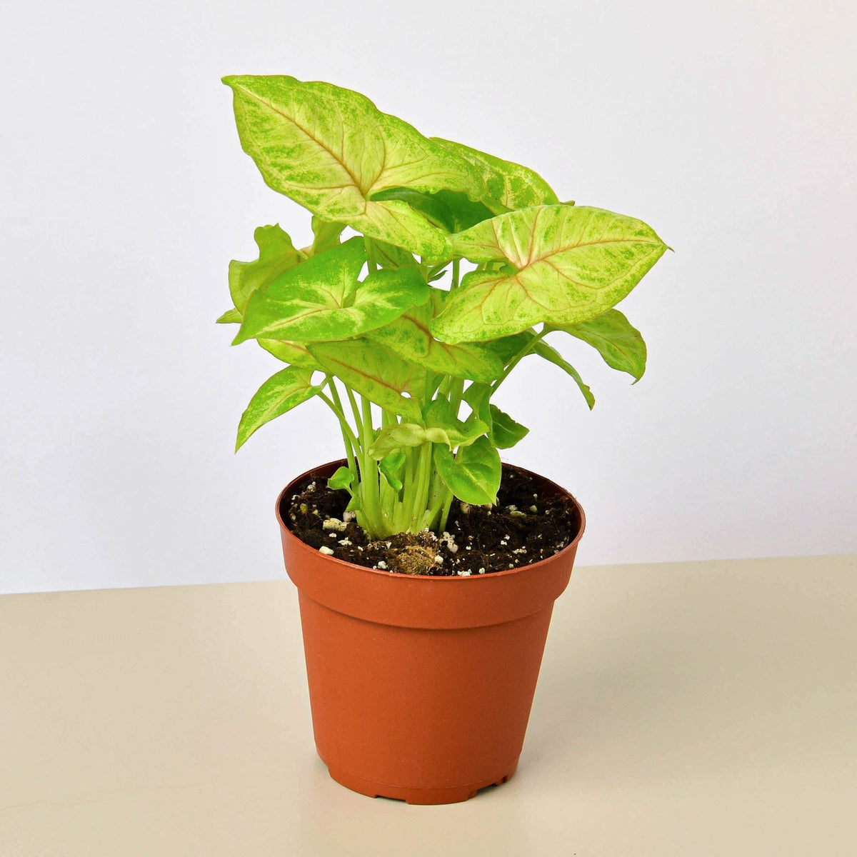 Syngonium 'Gold' - BetterGrow Hydro