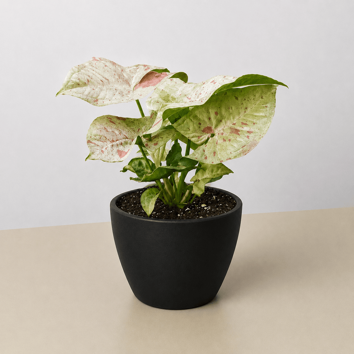 Syngonium 'Milk Confetti' - BetterGrow Hydro