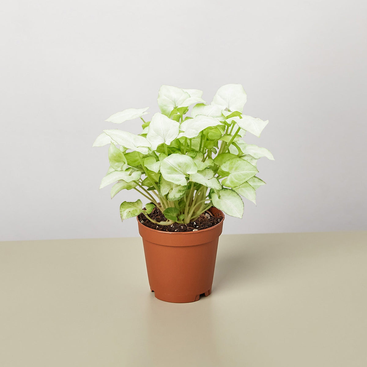 Syngonium 'Moonshine' - BetterGrow Hydro