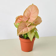 Syngonium 'Strawberry' - BetterGrow Hydro